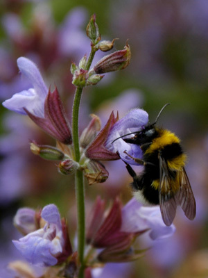 Gartenhummel (Bombus hortorum)