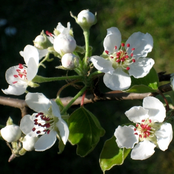 Birnenblüten