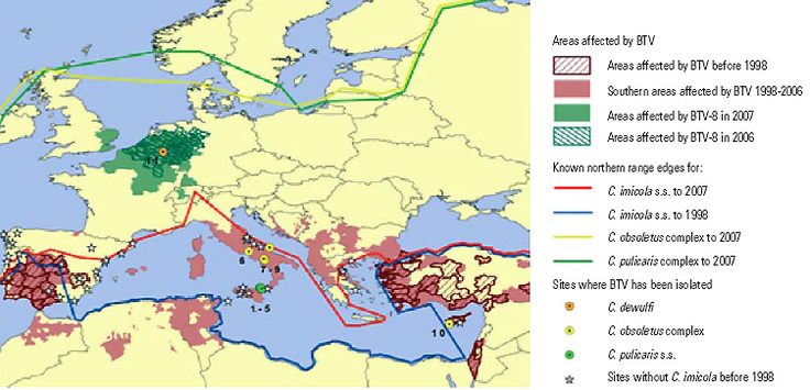 Ausbreitungsgebiet Culicoides imicola