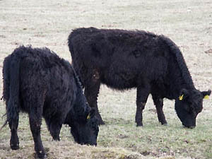 Galloways