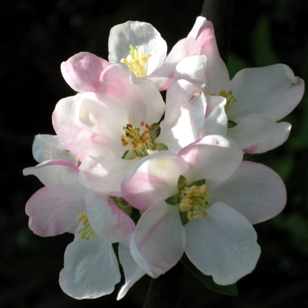 Eine Zierde im Frühjahr: Apfelbaumblüten (Klarapfel)