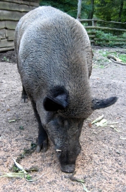 Wildschwein (Keiler)