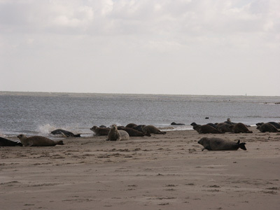 Seehunde auf der Sandbank