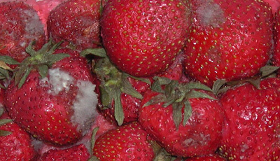verschimmelte Erdbeeren