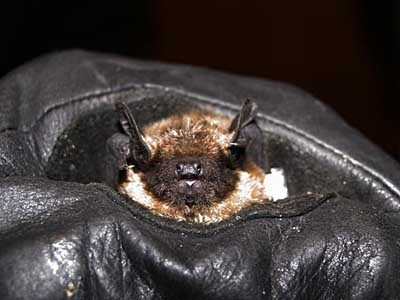 Fledermaus