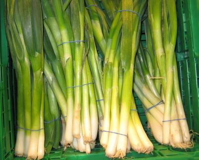 Lauchzwiebeln (Frühlingszwiebeln)