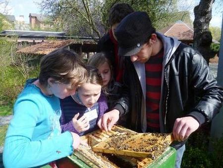 Schüler am geöffneten Bienenstock