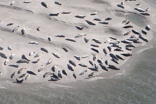 Seehunde auf einer Sandbank