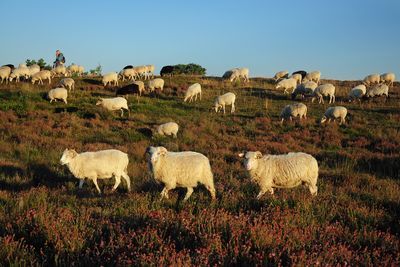 Heidepflege durch Wanderschäferei