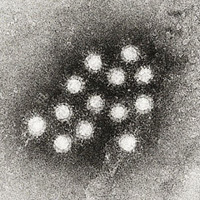 Hepatitis A Virus