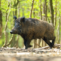 Wildschwein