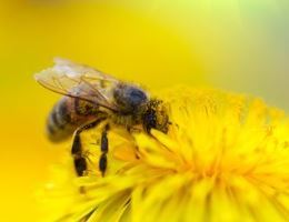 Biene auf Löwenzahnblüte