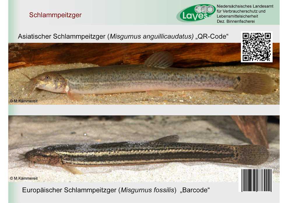 Vergleich Ostasiatischer und Europäischer Schlammpeitzger