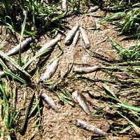 Verendete Regenbogenforellen im Sediment