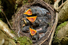 junge Amseln im Nest