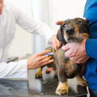 Hund beim Tierarzt