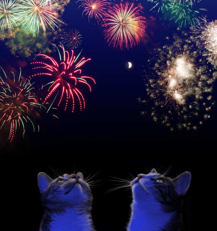 Zwei Katzen beobachten Feuerwerk am Himmel