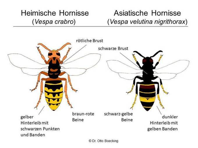 Asiatische Hornissen sind insgesamt etwas kleiner und dunkel gefärbt. Die heimische Hornisse fällt hingegen durch ihren gelb-schwarz gemusterten Hinterleib auf.