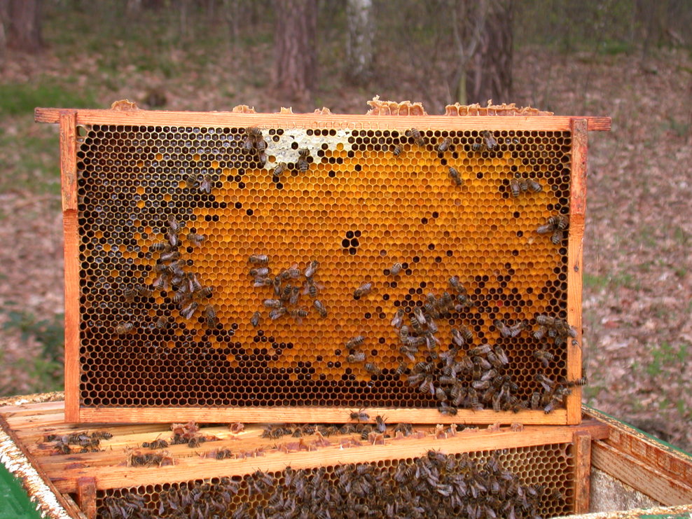 Bienen auf Pollenwabe
