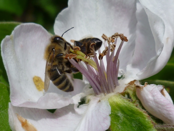 Honigbiene auf Apfelblüte