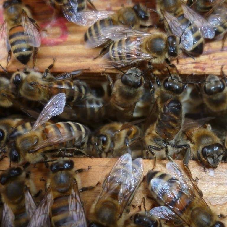 Bienen krabbeln im Bienenstocke zwischen zwei Zargen.