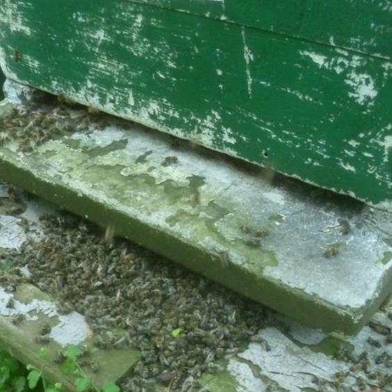 Vor einem Bienenkasten liegen am Flugloch viele tote Bienen auf einem Haufen.