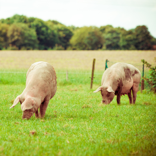 Auflaufhaltung Schweine