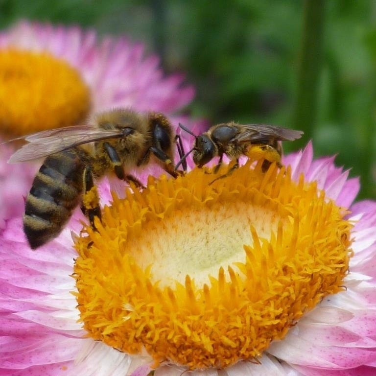 Eine Honigbienen und eine Wildbiene (Furchenbiene) gemeinsam auf einer Strohblume.