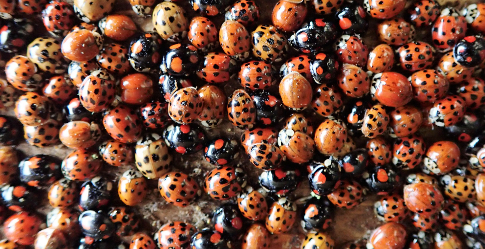 Scharen von Marienkäfern