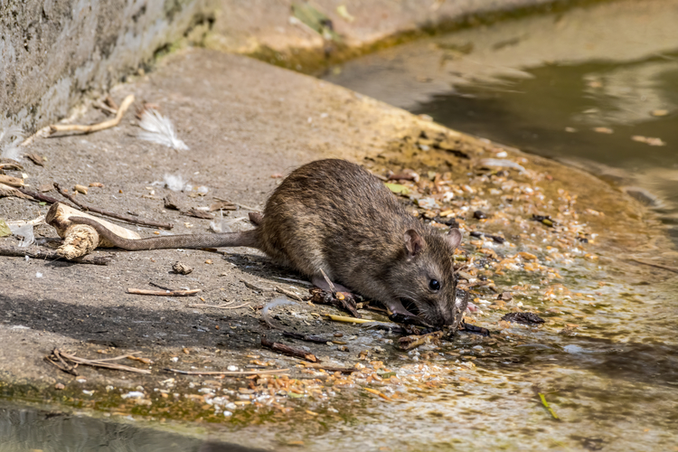 Wanderratte mit braunem Fell steht auf einer Steinplatte am Ufer eines Gewässers.