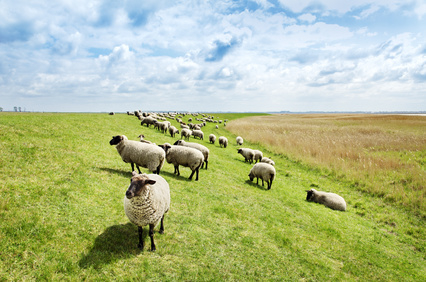 Schafe auf einem Deich
