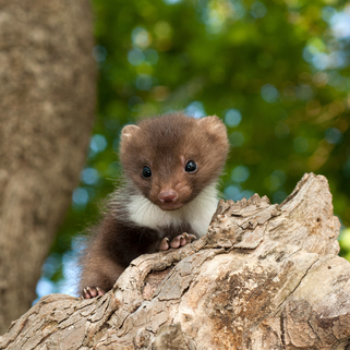 Ein junger Baummarder mit braunem Fell und weißem Kragen sitzt auf einem abgebrochenem Baum.