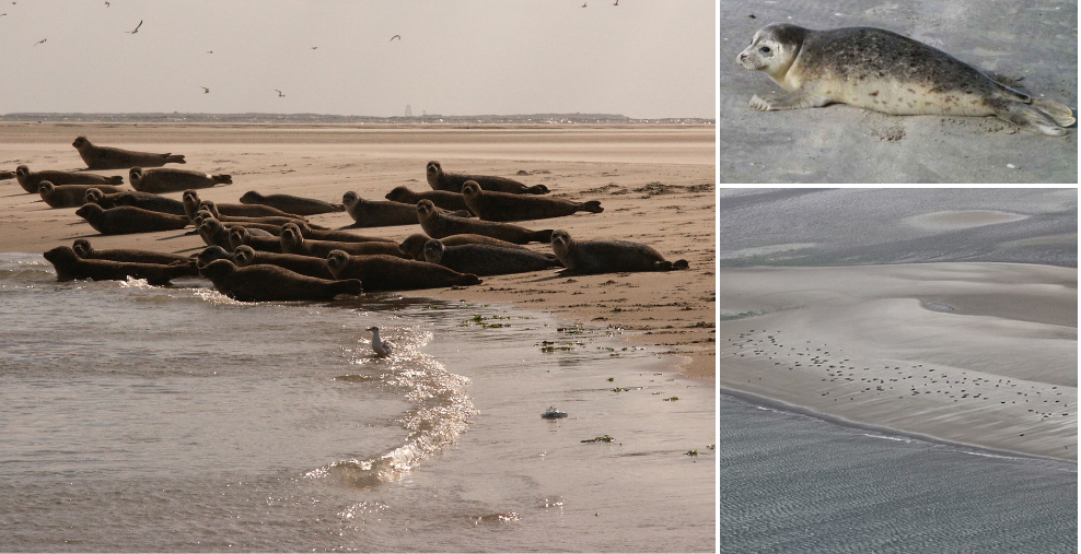 Seehunde liegen an der ostfriesischen Küste an Stränden und werden von Flugzeugen aus gezählt.