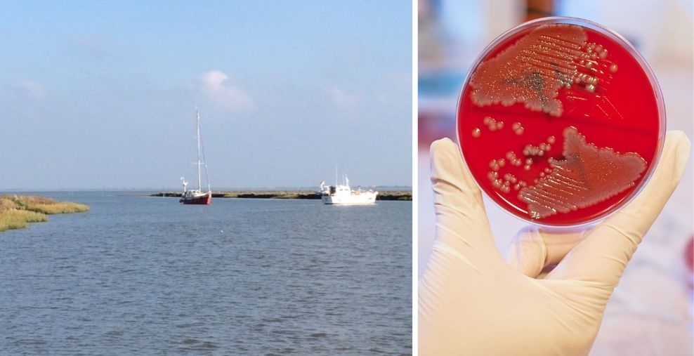 Auf der linken Seite fährt ein Schiff an einem sommerlichen Tag in eine norddeutsch Bucht. Auf der rechten Seite hält eine Hand mit Einmalhandschuh eine rote Petrischale voller Bakterien hoch.