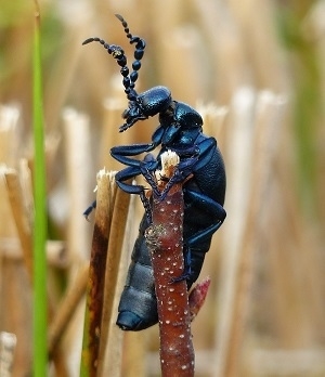 Ein schwarzblauer Ölkäfer klammert sich an die Spitze eines abgeschnittenen Zweiges mit roter Rinde.