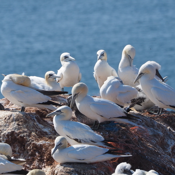 Basstölpel sind Wildvögel, die auf Helgoland verbreitet sind