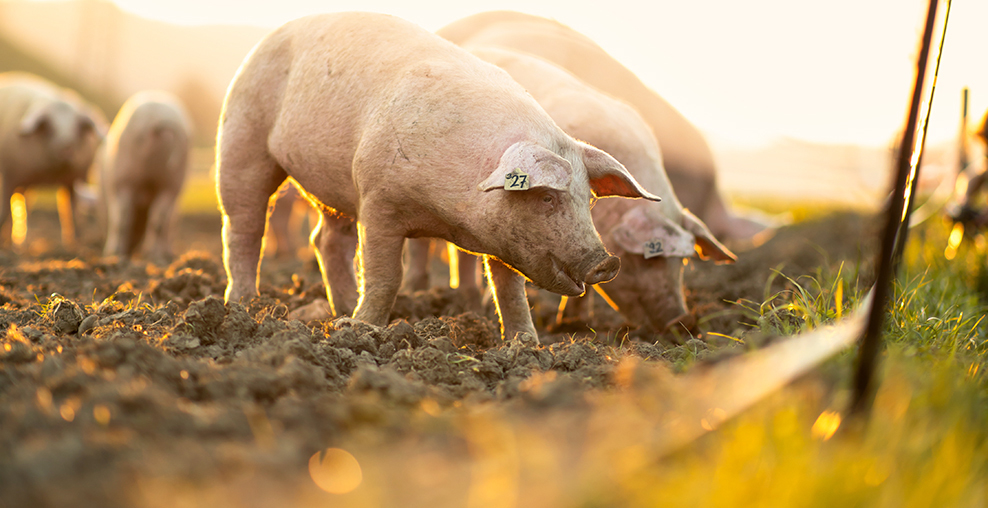 Titelfoto des Tätigkeitsberichts 2022: grasende Schweine im Sonnenlicht