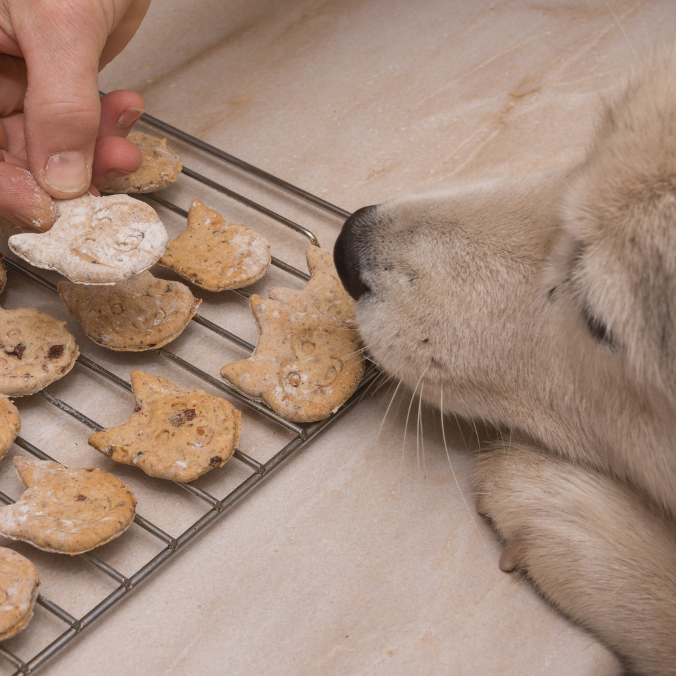 Hund vor einem Backofengitter mit Hundekeksen