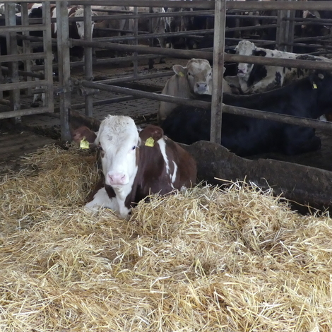 Rind liegt auf dem Bauch in frischem Stroh.