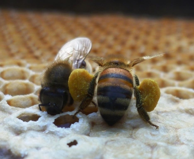 Honigbiene sitzt auf Wabe und hat große Pollensäckchen an den Beinen.