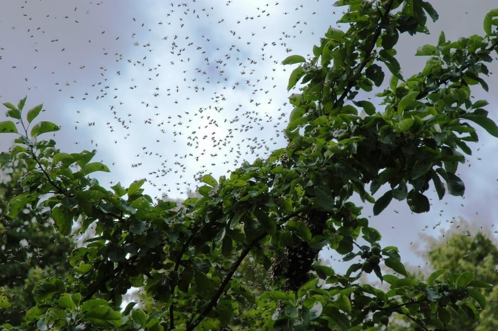 Viele Bienen schwärmen an einem Baumzweig
