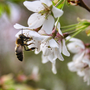 Biene sitzt auf Kirschblüte und saugt an Nektarien
