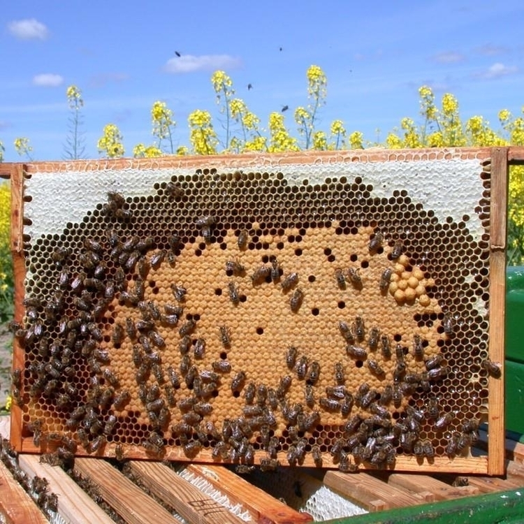 Bienenwabe mit ansitzenden Bienen und Bienenbrut.