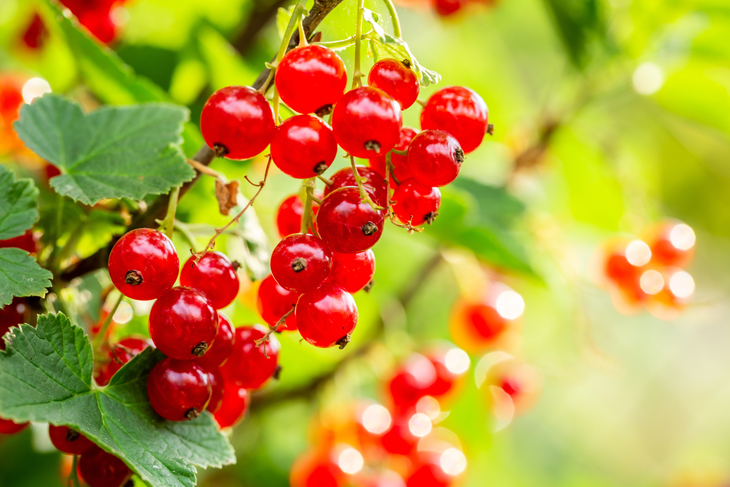 Eine Rebe mit rot glänzenden Johannisbeeren hängt an einem dicht bewachsenem Strauch.