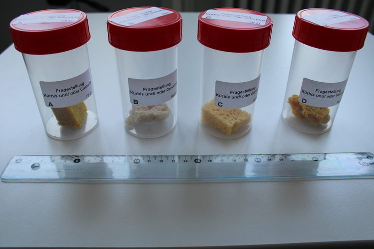 In vier Probenröhrchen mit der Aufschrift "Kürbis oder Curcuma" sind kleine Brotproben enthalten.