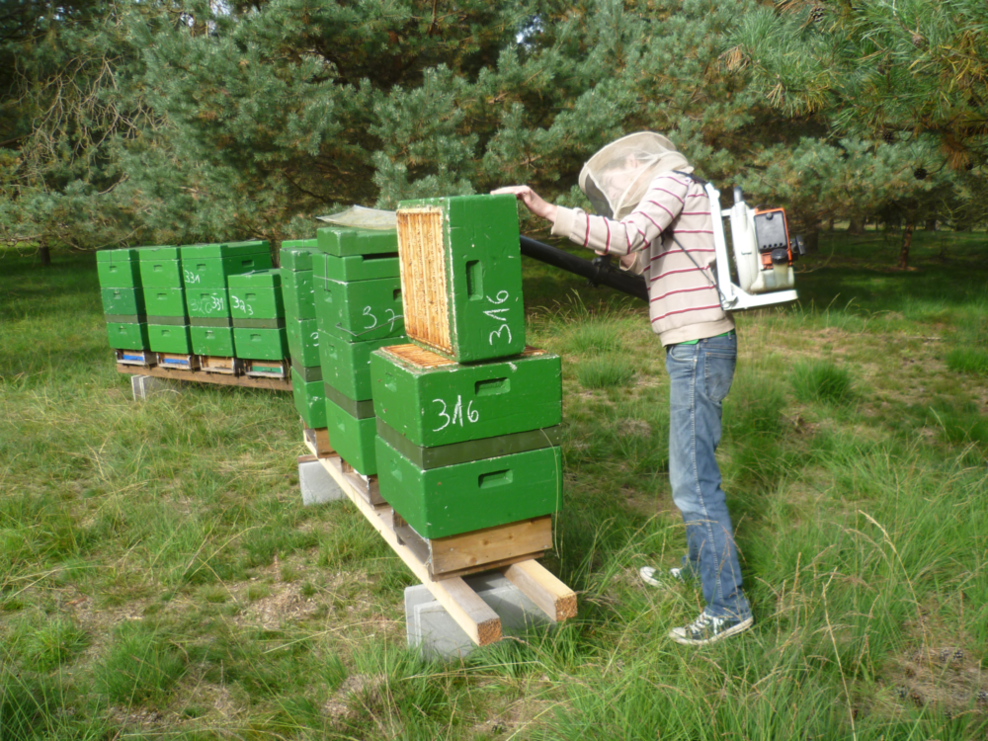 Mensch mit Imkerschleier saugt Bienenwaben ab.
