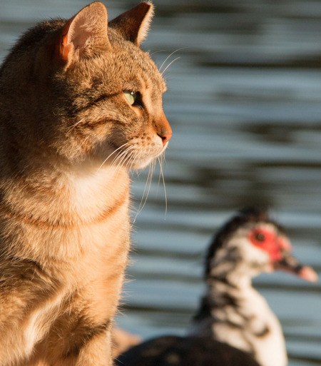 Katze beobachtet Wasservogel