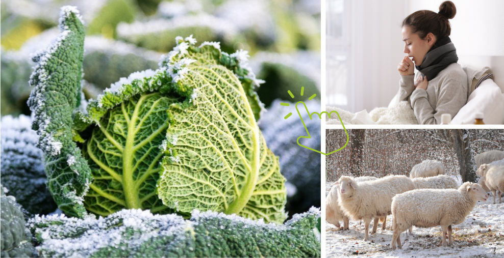 Grünkohl mit Frost überzogen, Schafe in einer Winterlandschaft, Frau die hustet