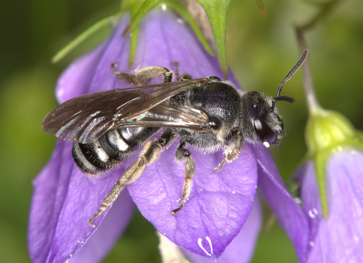 Wildbiene auf lilafarbener Blüte einer Glockenblume