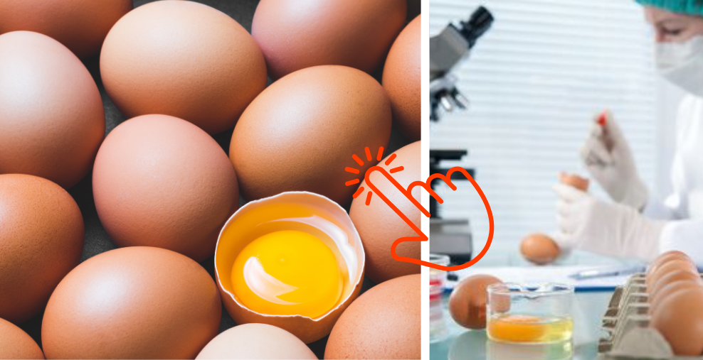 linkes Bild: ein aufgeschlagenes Ei inmitten vieler brauner Eier; rechtes Bild: Eier werden im Labor untersucht